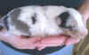 baileysheltie.jpg (63033 bytes)