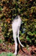 bogiebackbutton.jpg (12548 bytes)
