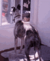 bogiewindow.gif (14146 bytes)