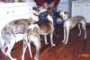 threewhippets.jpg (109173 bytes)