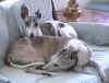 xenagilcouch.jpg (218433 bytes)
