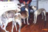 threewhippets.jpg (27464 bytes)